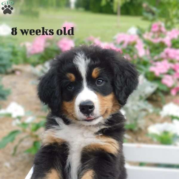 Lacey, Bernese Mountain Dog Puppy